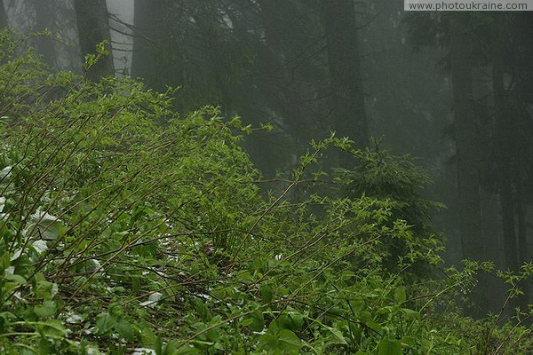 Carpathian NNP. Reviving forest hillside Ivano-Frankivsk Region Ukraine photos