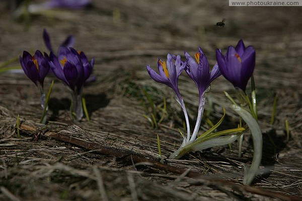 Carpathian NNP. Delicate crocuses - harbingers of spring Ivano-Frankivsk Region Ukraine photos