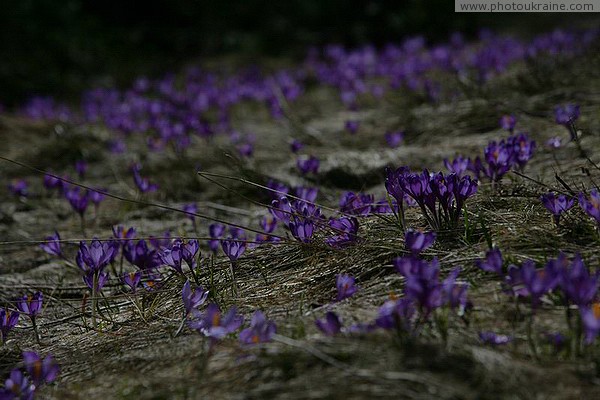 Carpathian NNP. Blue saffron carpet in the Carpathians Ivano-Frankivsk Region Ukraine photos