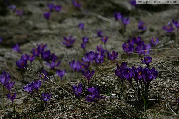 Carpathian NNP. Glow of spring primroses Ivano-Frankivsk Region Ukraine photos