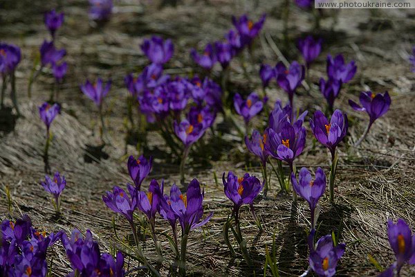 Carpathian NNP. Blue lights of primroses Ivano-Frankivsk Region Ukraine photos