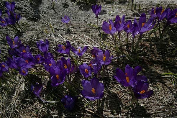 Carpathian NNP. Crocuses meet the spring sun Ivano-Frankivsk Region Ukraine photos