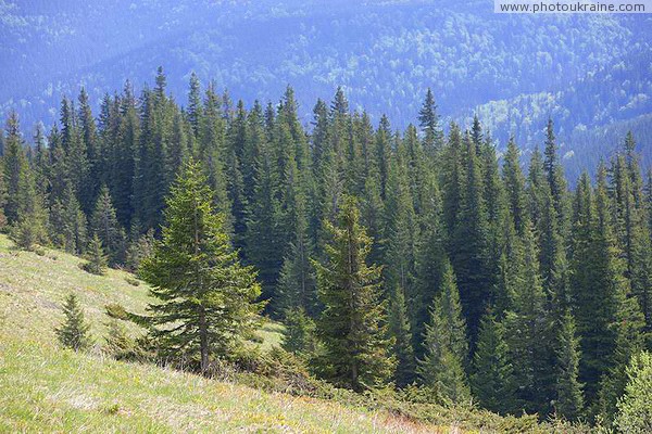 Carpathian NNP. Natural slopes on the mountainside Ivano-Frankivsk Region Ukraine photos