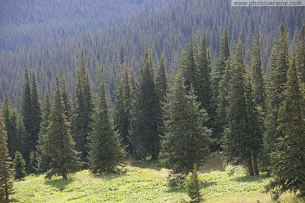 Carpathian NNP. Spruce Carpathian landscape Ivano-Frankivsk Region Ukraine photos