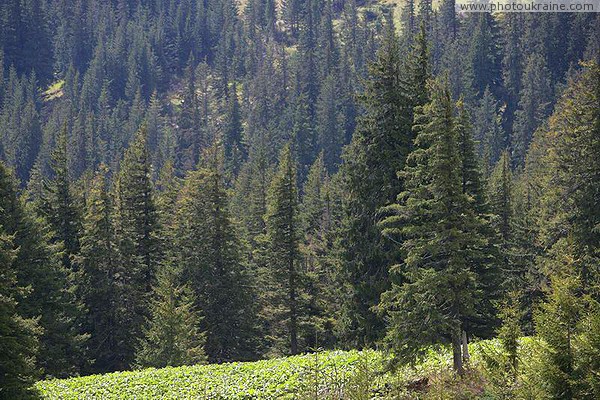 Carpathian NNP. Mountain spruce cover Ivano-Frankivsk Region Ukraine photos