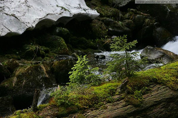 Carpathian NNP. Mountain stream and creeping snow Ivano-Frankivsk Region Ukraine photos