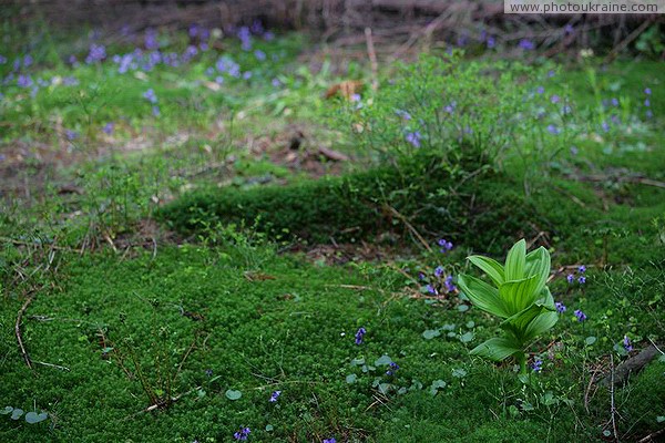 Carpathian NNP. Spring forest bloom Ivano-Frankivsk Region Ukraine photos