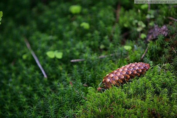 Carpathian NNP. Fir cone on horsetail cover Ivano-Frankivsk Region Ukraine photos