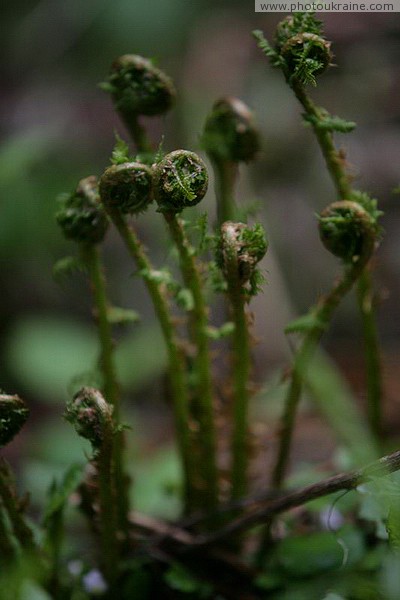 Carpathian NNP. Seasonal Awakening of Life Ivano-Frankivsk Region Ukraine photos