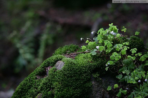 Carpathian NNP. Forest clothes Ivano-Frankivsk Region Ukraine photos