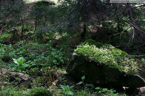 Carpathian NNP. Picturesque forest natural chaos Ivano-Frankivsk Region Ukraine photos