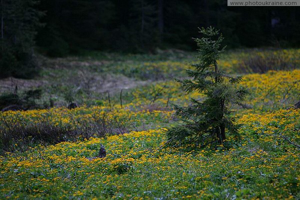 Carpathian NNP. Charming neighborhood Ivano-Frankivsk Region Ukraine photos