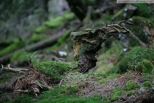 Carpathian NNP. Tree monster Ivano-Frankivsk Region Ukraine photos