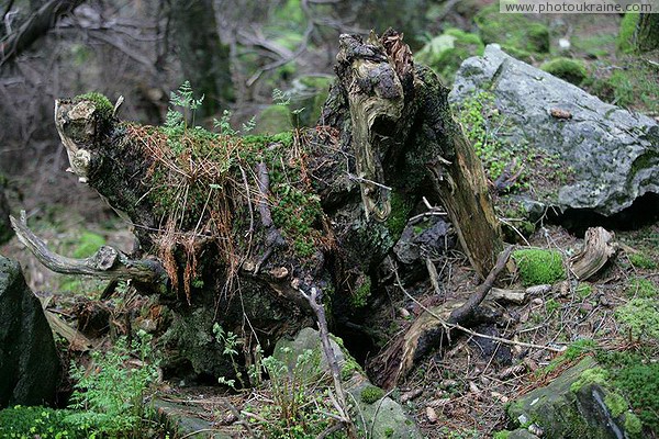 Carpathian NNP. Do not keep on the forest slope Ivano-Frankivsk Region Ukraine photos