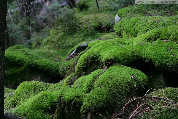 Carpathian NNP. Moss Stone Waves Ivano-Frankivsk Region Ukraine photos