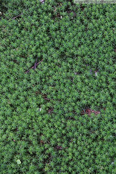 Carpathian NNP. Horsetail Ivano-Frankivsk Region Ukraine photos