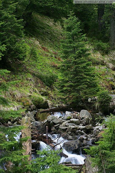 Carpathian NNP. Pointed stream stream Ivano-Frankivsk Region Ukraine photos