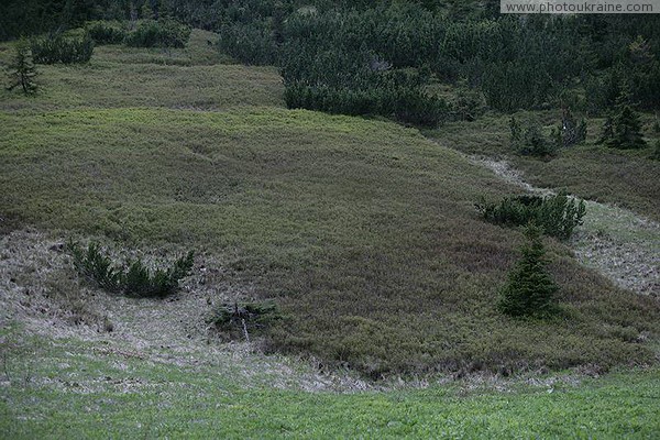 Карпатский НПП. Безлесный горный склон Ивано-Франковская область Фото Украины