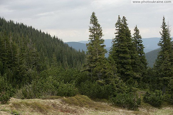 Carpathian NNP. Elfin wood and fir forest Ivano-Frankivsk Region Ukraine photos