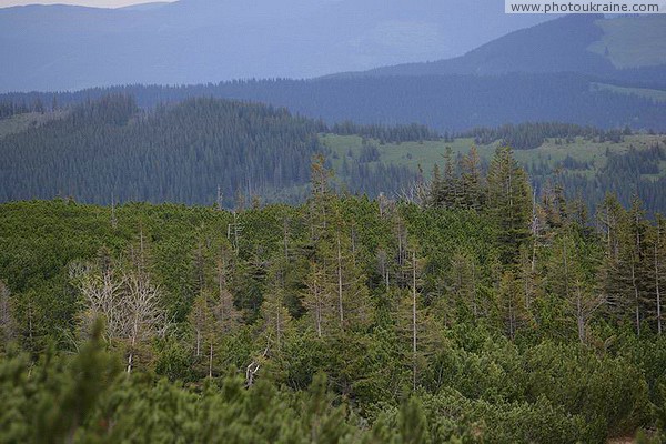 Carpathian NNP. Lost vitality Ivano-Frankivsk Region Ukraine photos