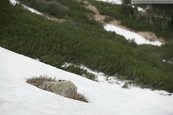 Карпатский НПП. Пробивший снежник известняк Ивано-Франковская область Фото Украины