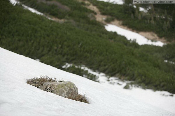 Carpathian NNP. Snowstone Limestone Ivano-Frankivsk Region Ukraine photos