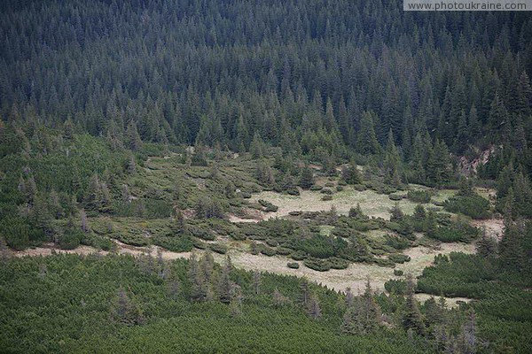 Carpathian NNP. Stalanikovo-spruce mountain slope Ivano-Frankivsk Region Ukraine photos