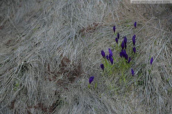 Carpathian NNP. Crocuses in anticipation of sunlight Ivano-Frankivsk Region Ukraine photos