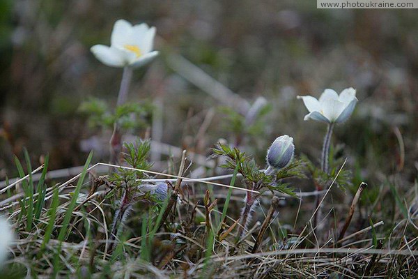 Carpathian NNP. Spring awakening Ivano-Frankivsk Region Ukraine photos