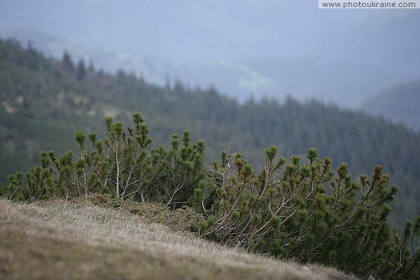 Carpathian NNP. Stlanik Ivano-Frankivsk Region Ukraine photos