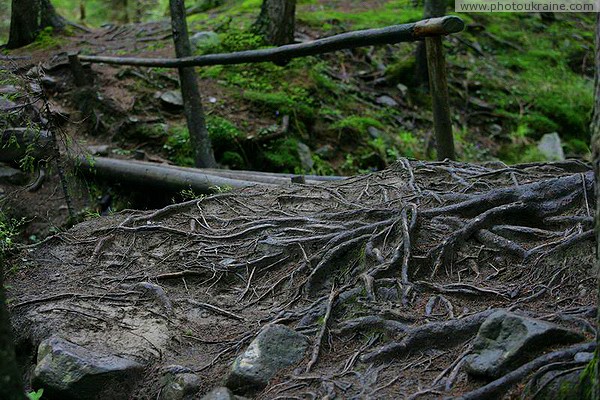 Carpathian NNP. Root weaving and bridge over the stream Ivano-Frankivsk Region Ukraine photos