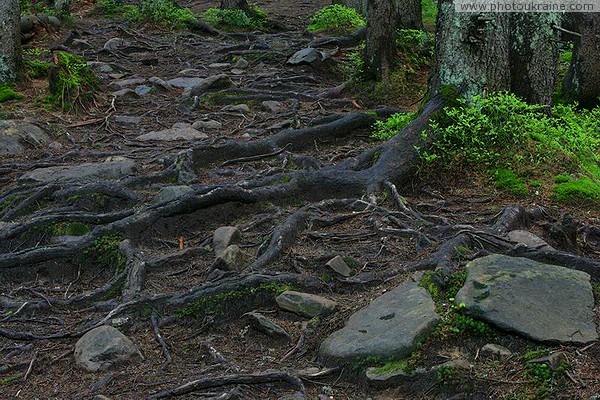 Carpathian NNP. Stone Root Solitaire Ivano-Frankivsk Region Ukraine photos