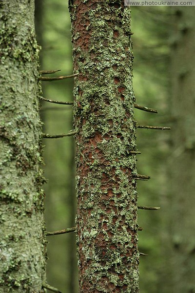 Carpathian NNP. Mossy tree trunks Ivano-Frankivsk Region Ukraine photos
