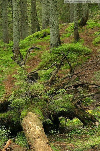 Carpathian NNP. Mshany undergrowth Ivano-Frankivsk Region Ukraine photos