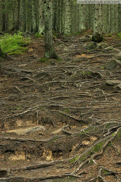 Carpathian NNP. Consequences of a flat wash Ivano-Frankivsk Region Ukraine photos