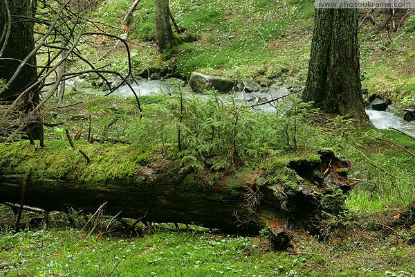 Carpathian NNP. Tired of life tree Ivano-Frankivsk Region Ukraine photos