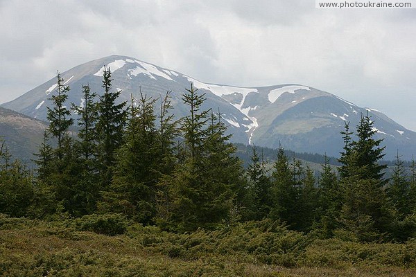 Carpathian NNP. Spring melting of mountain snow Ivano-Frankivsk Region Ukraine photos