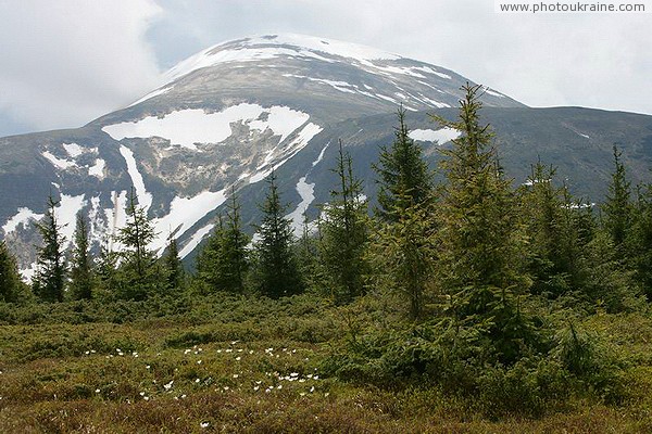 Carpathian NNP. Yelnik on the background of a thawing top Ivano-Frankivsk Region Ukraine photos