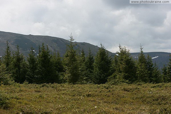 Carpathian NNP. Yelnik filling mountain glade Ivano-Frankivsk Region Ukraine photos