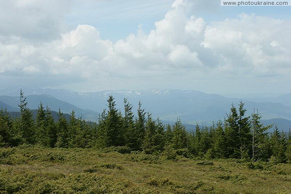 Carpathian NNP. Spruce-elfin frontier Ivano-Frankivsk Region Ukraine photos