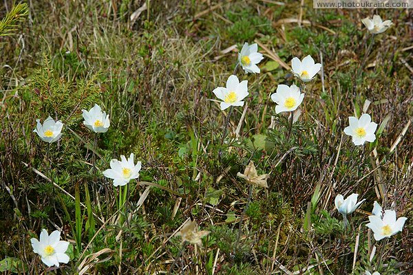 Carpathian NNP. Primroses changed edelweiss Ivano-Frankivsk Region Ukraine photos