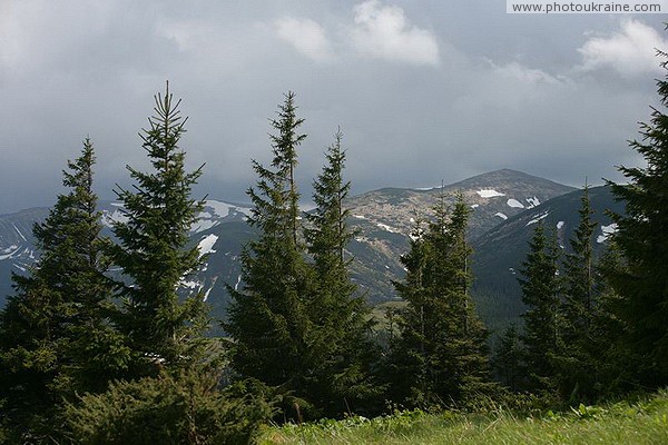 Carpathian NNP. Affected by the local wind rose Ivano-Frankivsk Region Ukraine photos