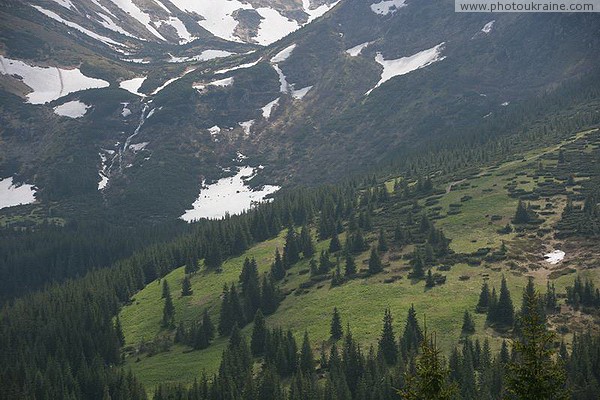 Carpathian NNP. Spruce-elfin slope decay Ivano-Frankivsk Region Ukraine photos