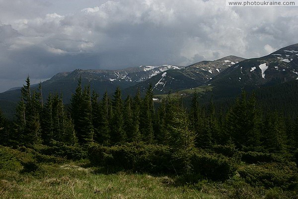 Carpathian NNP. Spruce mountain forest rolling in stlanik Ivano-Frankivsk Region Ukraine photos