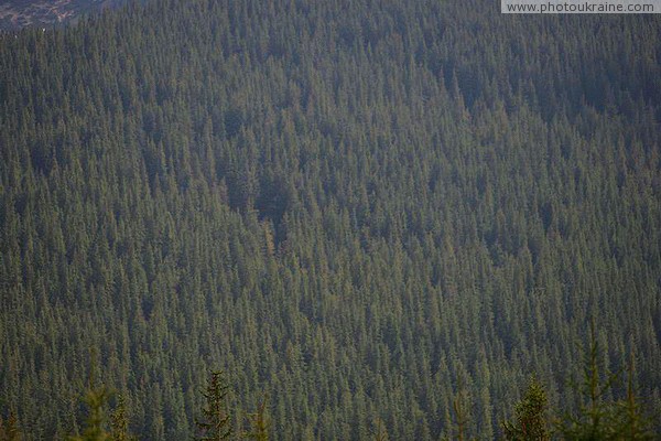 Carpathian NNP. High spruce pile of the Carpathian forest Ivano-Frankivsk Region Ukraine photos