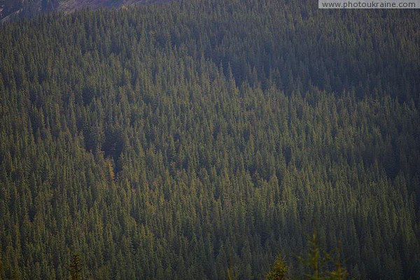 Carpathian NNP. Spruce cover of the eastern slopes of the Carpathians Ivano-Frankivsk Region Ukraine photos