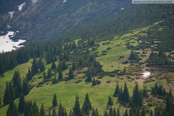 Carpathian NNP. Positional struggle of spruce and elfin wood Ivano-Frankivsk Region Ukraine photos