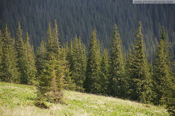 Carpathian NNP. Effective pyramid spruce forest Ivano-Frankivsk Region Ukraine photos