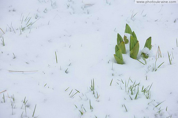 Carpathian NNP. Interseasonal natural standoff Ivano-Frankivsk Region Ukraine photos