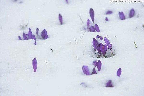 Carpathian NNP. Crocuses escape snow Ivano-Frankivsk Region Ukraine photos